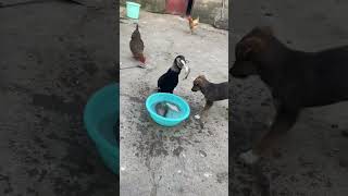 Cormorant Chronicles Phalacrocorax Carbo Devouring Fish [upl. by Noived]