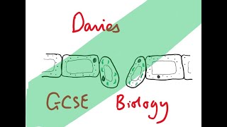 GCSE Biology 21 Leaf Structure and Function [upl. by Apicella944]