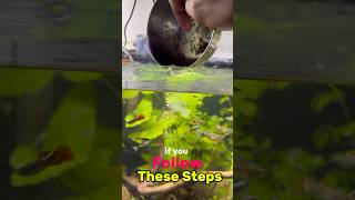 Do this for Guppy Fishes😍 fast breeding shorts [upl. by Yaned695]