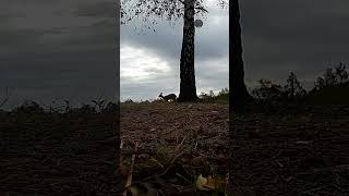 Surprise Visitor at Dawn Caught on Security Cam nature wildlife offgrid [upl. by Senecal258]