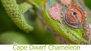 The Cape Dwarf Chameleon Bradypodion pumilum Canon R6 4k [upl. by Cath827]