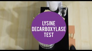 MicroLab  Lysine Decarboxylase Test [upl. by Ennoira183]