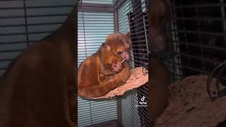 Monkey candy animal animals short shorts cute viral monkey pets kinkajou collide uwu [upl. by Willette113]