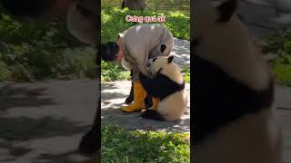 Cute panda moments panda giantpanda  Shorts PandaShorts PANDACANAL판다 비디오 [upl. by Dedric]