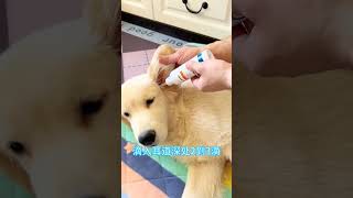 Be sure to clean up the dogs ear drops and ear drops use simple convenient to use how to wash th [upl. by Hametaf]