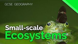 Smallscale ecosystems  AQA GCSE 91 Geography [upl. by Merrill]