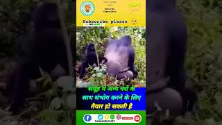 Gorilla के बारे में रोचक तथ्य 🦍😨 ytshort viral fact animals trending shortfeed [upl. by Herminia]