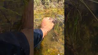 Catching A Crab videos in fresh water  best nature view freshnature crabcatching naturelover [upl. by Ellehciram]