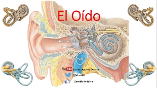 Anatomía  Oído Externo Medio Interno Huesecillos Músculos [upl. by Erik549]