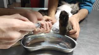 How to Pass Catheter in Male Cat Urine RetentionCatheterization Veterinary Guide [upl. by Oah]