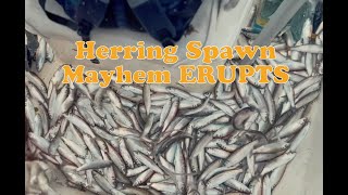 Four Day Herring Hunting Spree  MAYHEM Erupts Part I [upl. by Shiverick560]