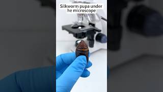 Silkworm pupa at 400X looks amazingunderthemicroscope science [upl. by Jagir]