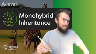 Monohybrid Inheritance  ALevel Biology Tutorial [upl. by Haidej]