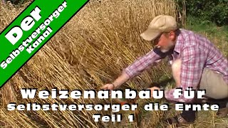 Weizenanbau für Selbstversorger die Ernte Teil 1 [upl. by Eicaj547]