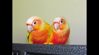 New Suncheek Green Cheek Conure Pair [upl. by Assirrec]