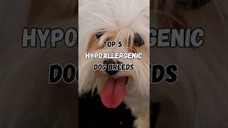 Top 5 Hypoallergenic Dogs ✨ [upl. by Merrile]