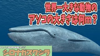 ひとくち動物図鑑55 シロナガスクジラ～いろんなものと比べてみよう～ VOICEROID解説 [upl. by Gareri]