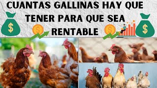 📢Cuantas Gallinas Hay Que Tener Para Que Sea Rentable 2023📢 [upl. by Allis35]