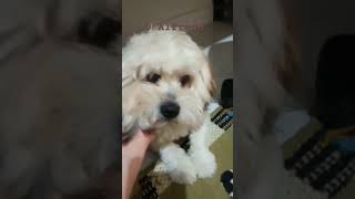 Gente o lha o meu cachorro 🐕 [upl. by Nairrot]