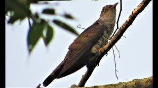 INDIAN CUCKOO Cuculus micropterus [upl. by Arbmik]