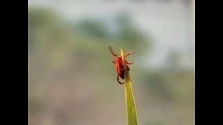 Questing adult tick Flash [upl. by Paolina]