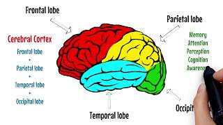 The Brain Explained  Cerebral Cortex  Frontal Lobe  Parietal Lobe 🔴 [upl. by Nemlaz]