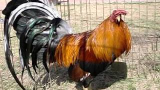 GALLOS FINOS EN LAS VEGAS NEVADASWEATERS GRANJA NEVADA DESERT [upl. by Herculie]