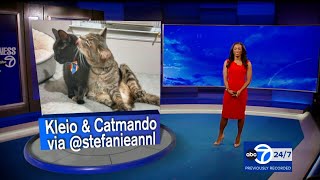 Eyewitness News Super Cat Saturday July 1 2023 featuring Brittany Bell [upl. by Enoid335]