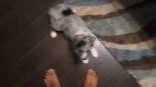 Australian Shepherd Puppy barking [upl. by Amin439]