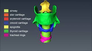 Laboratory rat Rattus norvegicus Sprague Dawley strain larynx [upl. by Purse416]