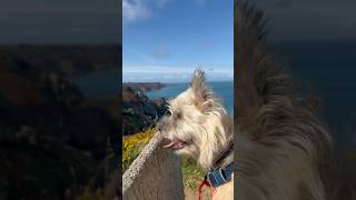 Cairn terriers Autumn coastal stroll [upl. by Yenal]