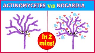 Actinomycetes Vs Nocardia Points you need to know [upl. by Nalac]