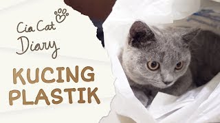 Kucing Bermain Plastik Kresek  Cia Cat Diary  Ep 4 ENG SUB [upl. by Tehcac]