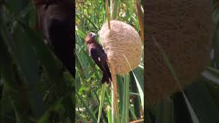 THICKBILLED WEAVER male at his neat nest birds birdsofyoutube birdsofsouthafrica [upl. by Yelnats178]