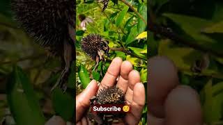 Saving echinacea seeds The EASY way ☺️ [upl. by Anahsal]