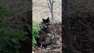 irbid اكسبلور garden quran cat shorts live like jaishreeram animals quran plants [upl. by Akiehs]