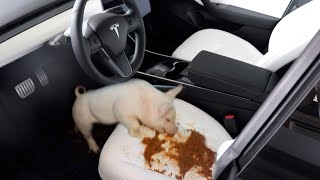 Feeding my Pig Slop in my New Tesla [upl. by Yerocaj356]