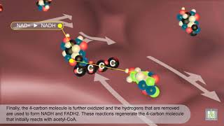 Krebs Cycle  animated [upl. by Aretse218]