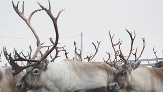 Reindeer Herding at Krampenes October 2016 Vlog Tormod Amundsen © Biotope [upl. by Collis]