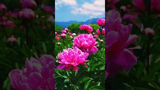 Beautiful peony flower shortshortvideo flowers shorts [upl. by Allemaj]