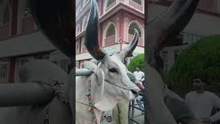 Syama aan bse Vrindavan me love travel vlog explore travelvlog explorefeed reels instareels [upl. by Knox]