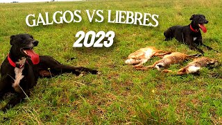 GALGOS vs LIEBRES 2023 ARGENTINA 2023  PERROS CAZANDO LIEBRE 2023 [upl. by Lledyr]