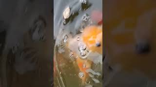 Goldfish 🐠 feeding with Tubifex Worm Cubes 🪱 [upl. by Lilithe546]