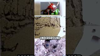 The Incredible Underground Cities of Ants [upl. by Asille493]