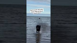 Newfoundlands are gentle giants newfoundland newfie waterrescue duck savinganimals [upl. by Trebeh]