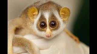 Interesting Facts about Loris [upl. by Neevan626]