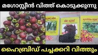 മാങ്കോസ്റ്റീൻ വിത്തുകൾ എല്ലാവർക്കും കൊടുക്കുന്നു  Mangosteen Krishi Malayalam [upl. by Pilloff235]