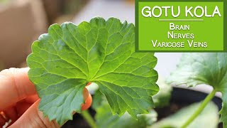 Gotu Kola Benefits for the Brain the Nerves and Varicose Veins [upl. by Delano]