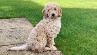 BRINGING HOME OUR MINIATURE LABRADOODLE PUPPY [upl. by Jaylene477]