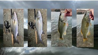 Jerkbait Fest 2 SmallmouthStripersLargemouth fishing fishingvideo bassfishing fishinglife [upl. by Remo]